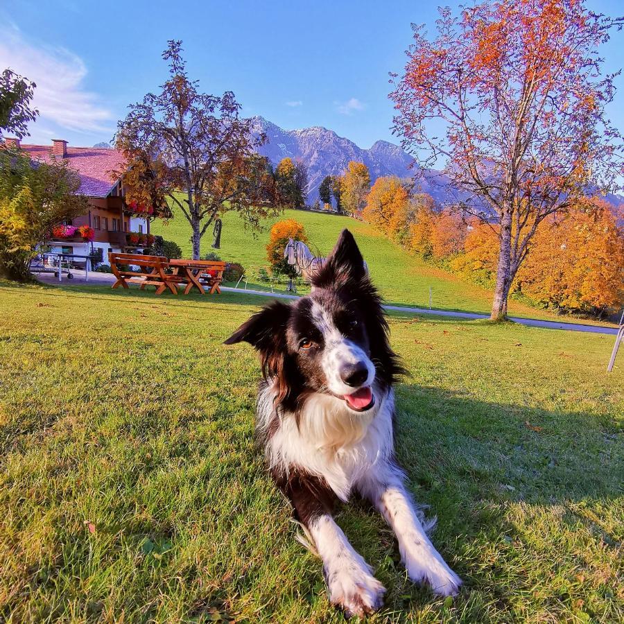 Biobauernhof Brandlhof Apartment Ramsau am Dachstein Bagian luar foto