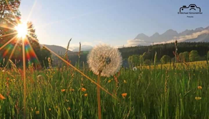 Biobauernhof Brandlhof Apartment Ramsau am Dachstein Bagian luar foto