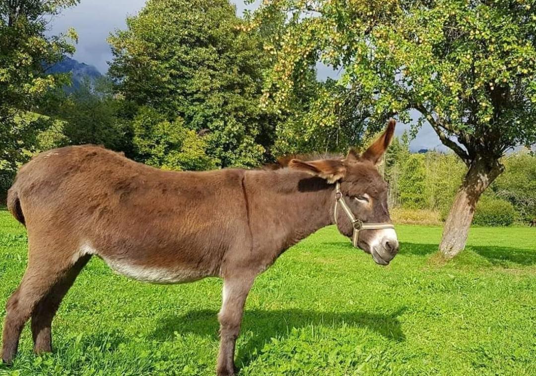 Biobauernhof Brandlhof Apartment Ramsau am Dachstein Bagian luar foto